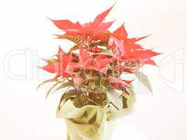 Retro looking Poinsettia Christmas star