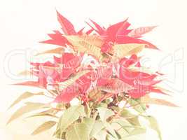 Retro looking Poinsettia Christmas star