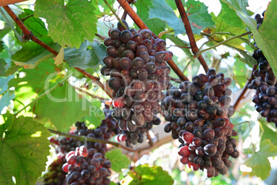 Bunches of grapes on the vine