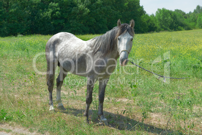 Home horse on a green field