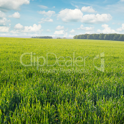 spring meadow and blue sky