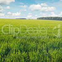 spring meadow and blue sky