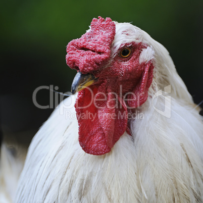 white rooster with red crest