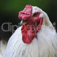 white rooster with red crest