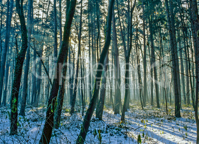 Forest in winter