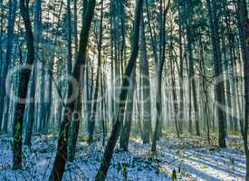 Forest in winter