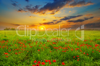 Field with poppies and sunrise