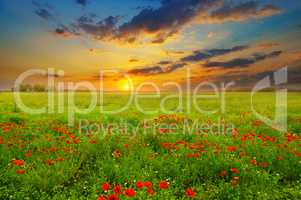 Field with poppies and sunrise