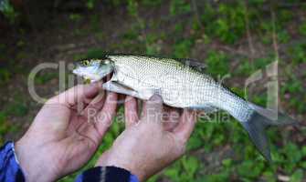 Asp (Aspius aspius) Fish in hand fisherman closeup