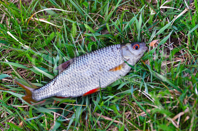 Fish roach (Rutilus rutilus) lies on the grass close up