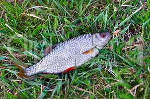 Fish roach (Rutilus rutilus) lies on the grass close up