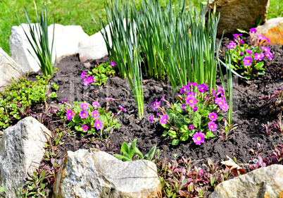 Blooming purple primrose in a flowerbed in spring