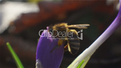 Bee collects pollen and nectar from purple flower