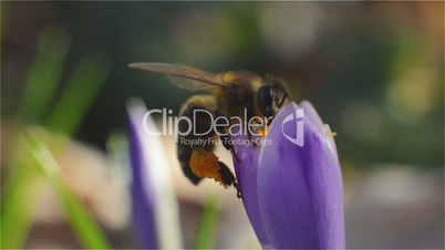 Bee inside a violet flower collecting pollen and nectar
