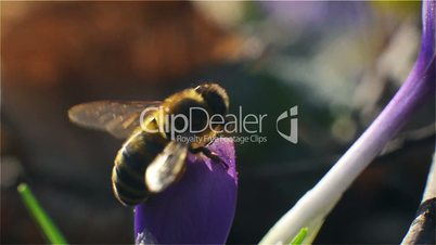 Bee landing on a purple flower and pollinate by collecting pollen and nectar