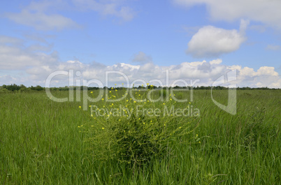 Rural summer landscape