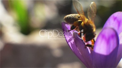 Two bees landing on a purple flower