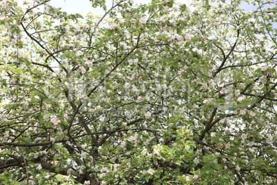 Apple Flower at Spring