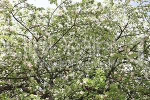 Apple Flower at Spring