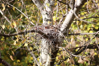 convolute nest on tree