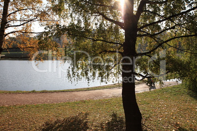 birch at autumn