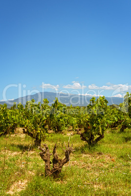 vineyards Provence