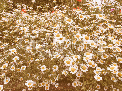 Retro looking Camomile flower