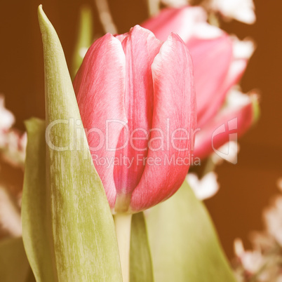 Retro looking Tulip picture