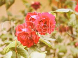 Retro looking Red rose