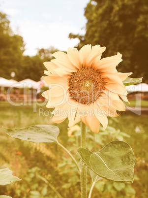 Retro looking Sunflower flower