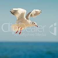 seagull in flight against the blue sky