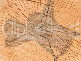 Transverse section of wooden logs