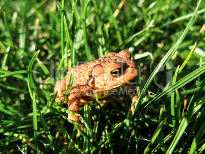 Junge Erdkröte im Gras