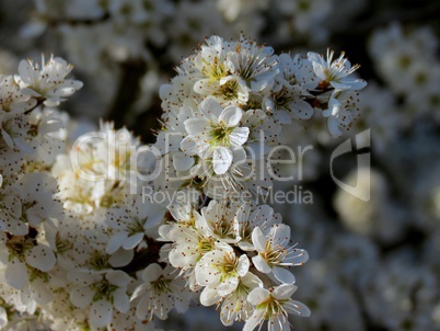 Blütes des Kirschbaumes