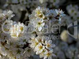 Blütes des Kirschbaumes