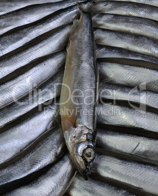 fresh capelin