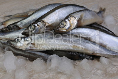 fresh capelin