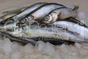 fresh capelin