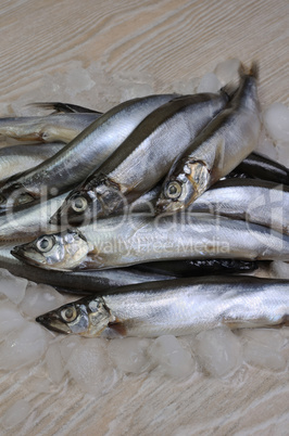 fresh capelin