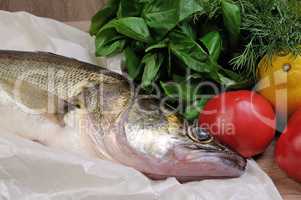 Raw fish pike perch