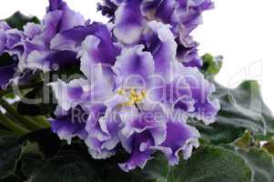 inflorescence violets