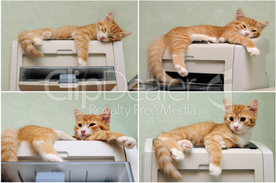 kitten sleeping on the printer