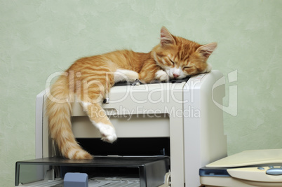 kitten sleeping on the printer