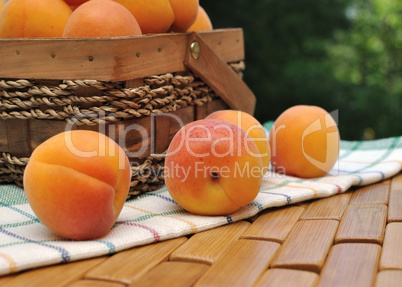 Apricots scattered on the towel