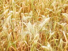 Retro looking Barleycorn field