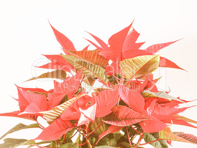 Retro looking Poinsettia Christmas star