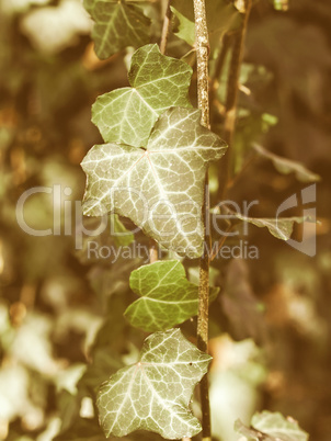 Retro looking Ivy picture