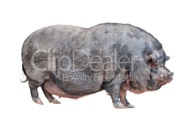Vietnamese Pot-bellied pig cutout