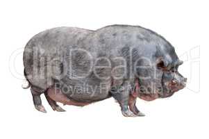 Vietnamese Pot-bellied pig cutout