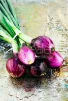 summer crop of onions